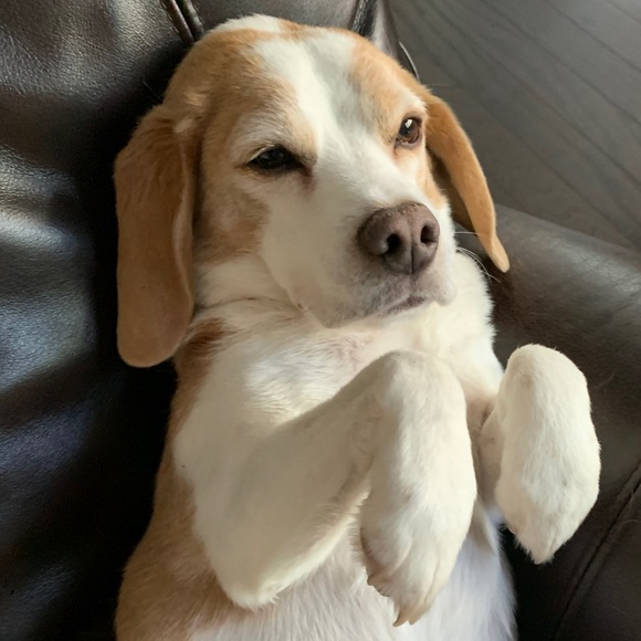 Meet your Posher, Patrick - Picture 1 of 1